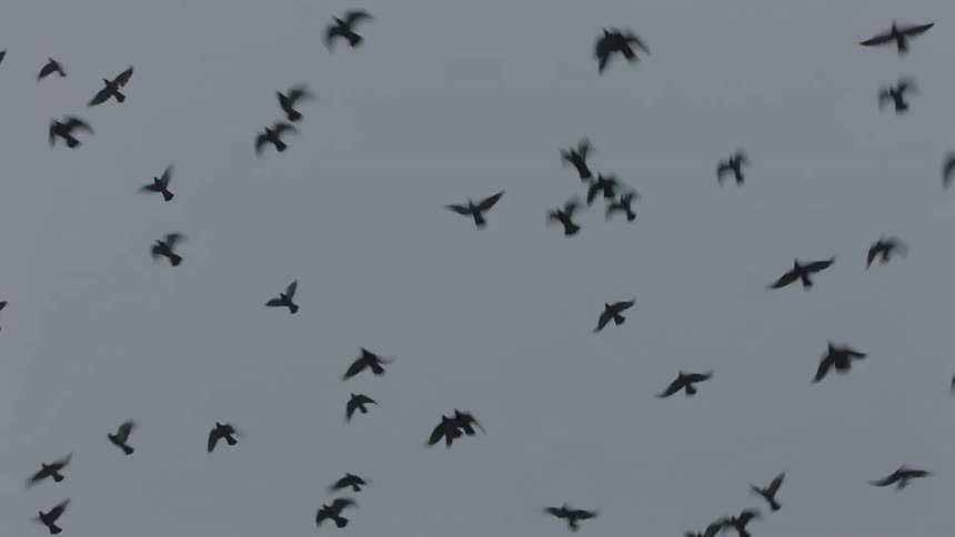 A flock of birds fly in the sky