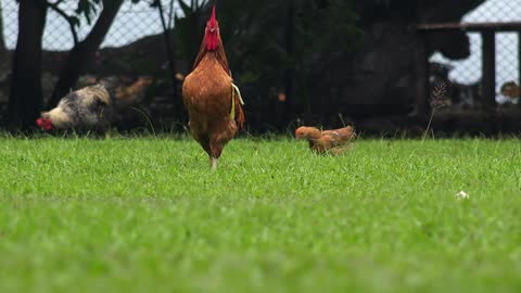 Agriculture Footage category preview