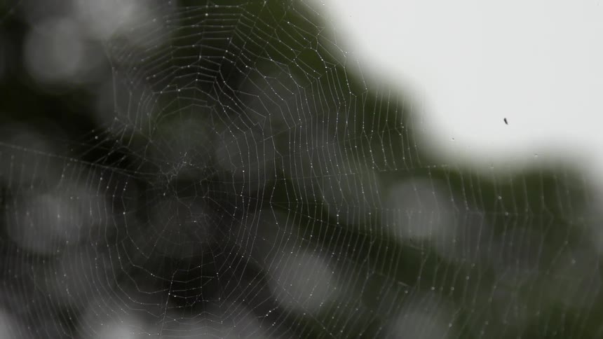 A spiderweb