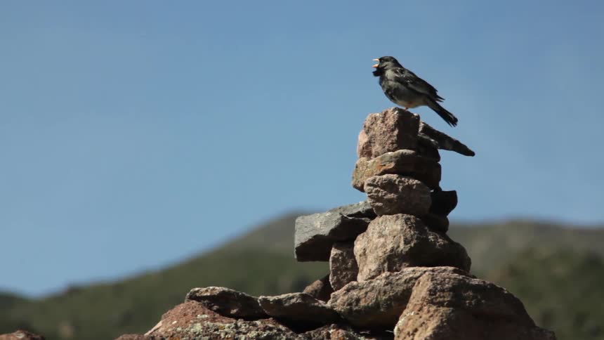 A bird sitting on a rock, fluffing its feathers