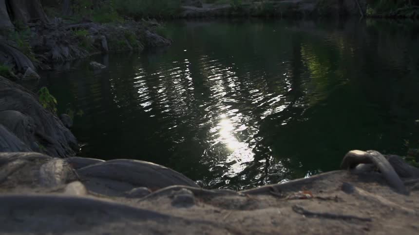 Light reflects off of rippling water in a forest