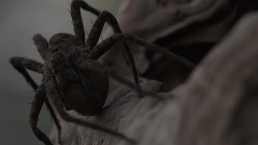 A tarantula sits unmoving