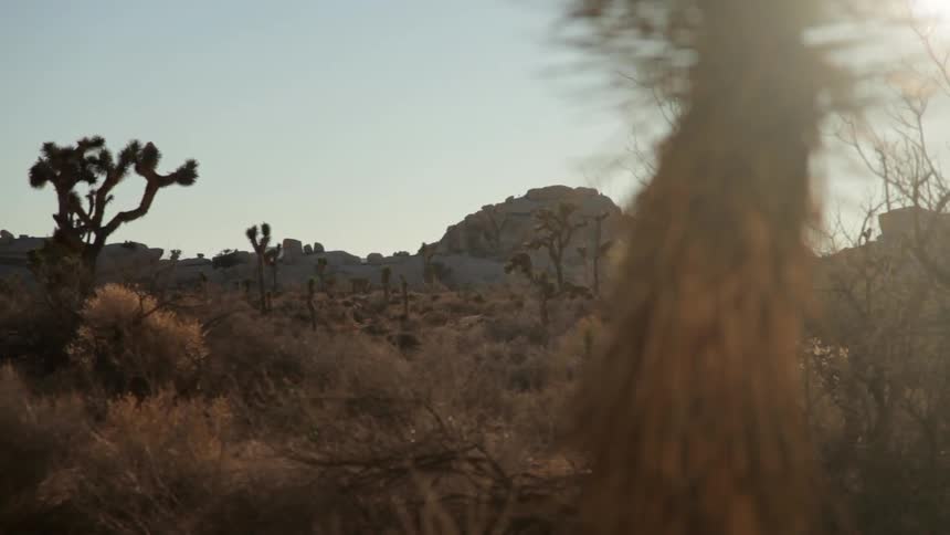 View of large cacti in a desert near the mountains