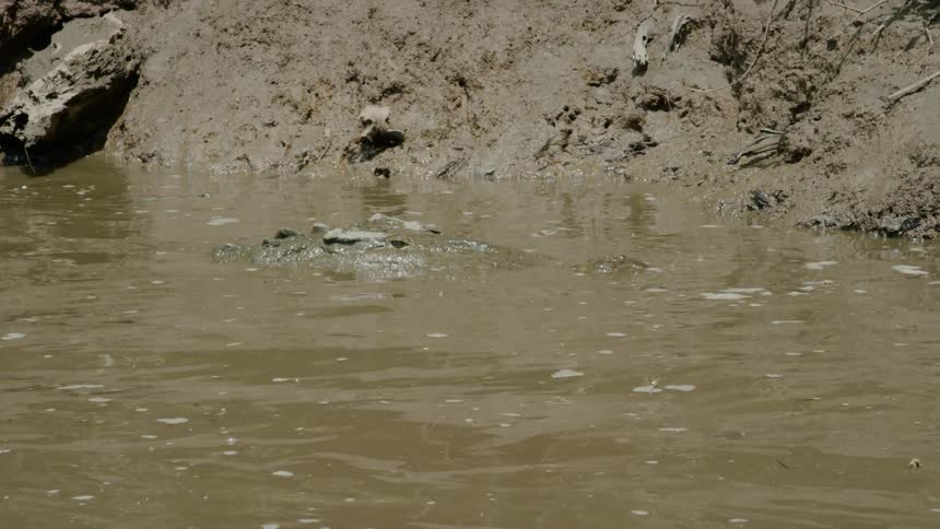 An alligator in disguise in the river