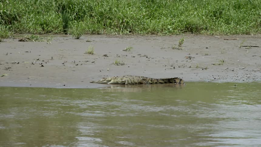 A footage of an alligator near the swamp
