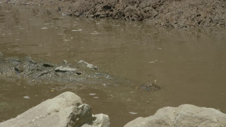 Alligator floats in muddy river between rocks and dirt shore