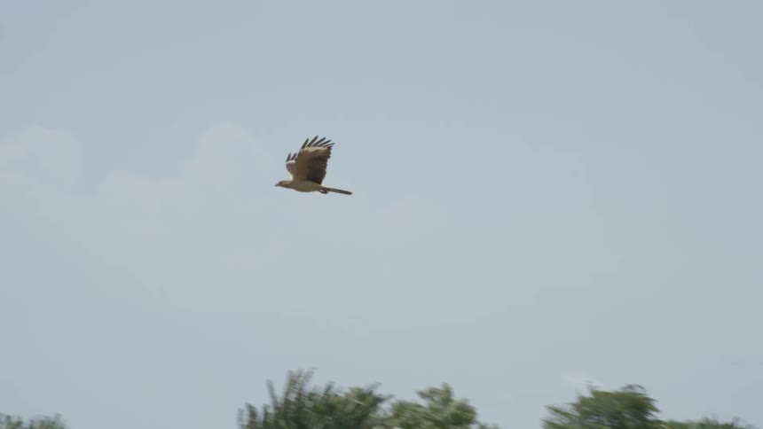 A large bird takes off from a lake and into the sky