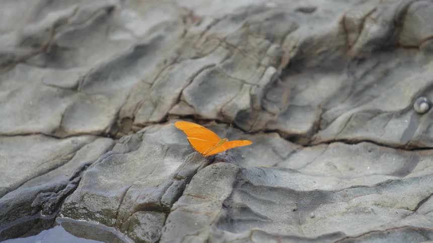 Orange butterfly slowly flapping it wings while resting on a rocky hill before rapidly flying away