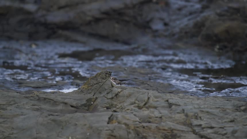 A bird is walking on the ground outdoors