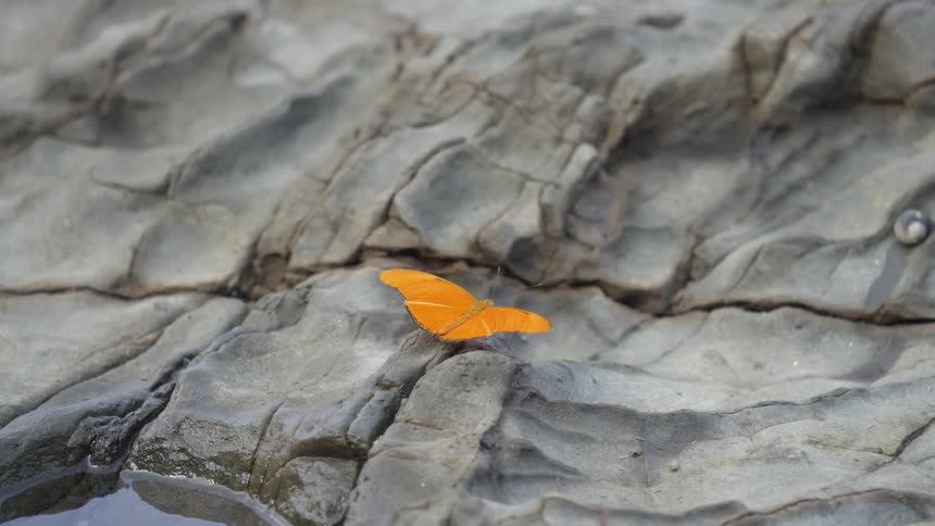 A close up view of yellow butterfly on the rock