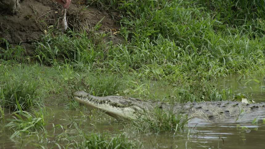 A man holds out a piece of food to lure an alligator closer