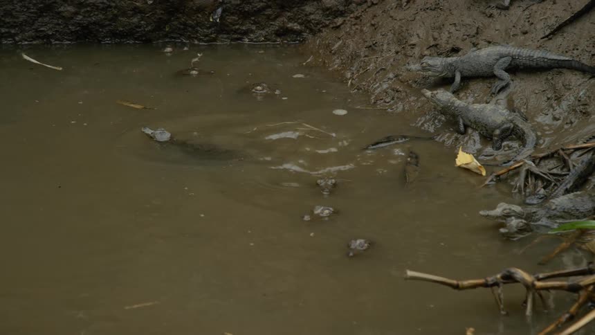 Gators swim in murky water