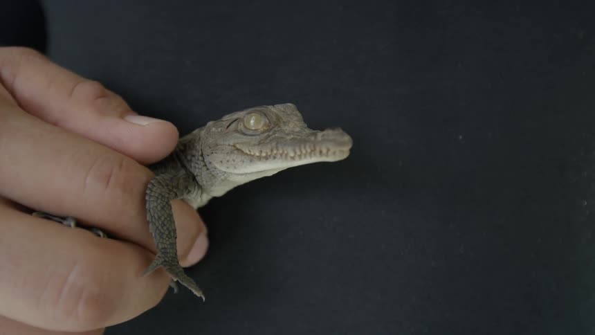 Person holds baby crocodile against his body