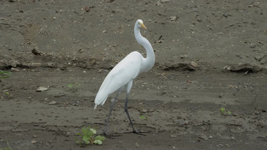 A crane is walking through the dirt