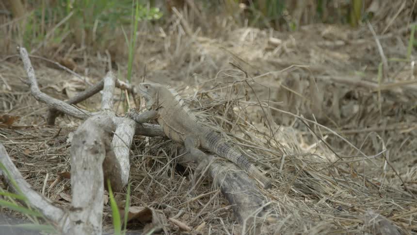 A lizard on the trunk at the desert