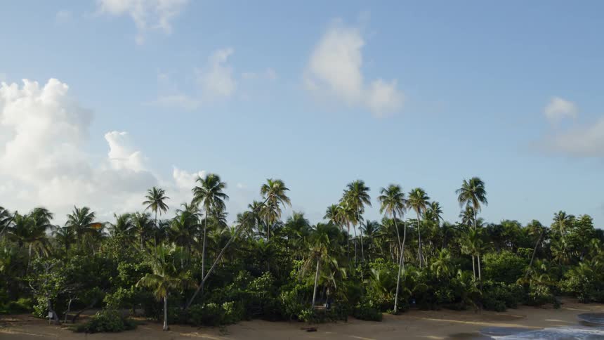 Ascent from a sandy beach shoreline to reveal palm trees and tropical jungle