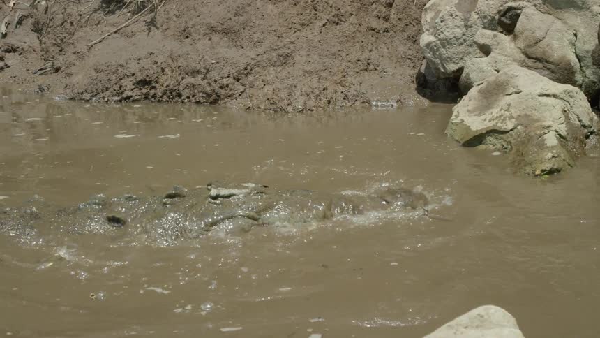A gator hiding in murky water opens its mouth wide to try and grab food