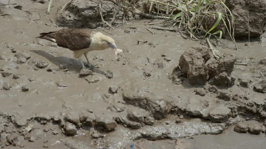 A seagull walking along a riverbank picks up food with its beak