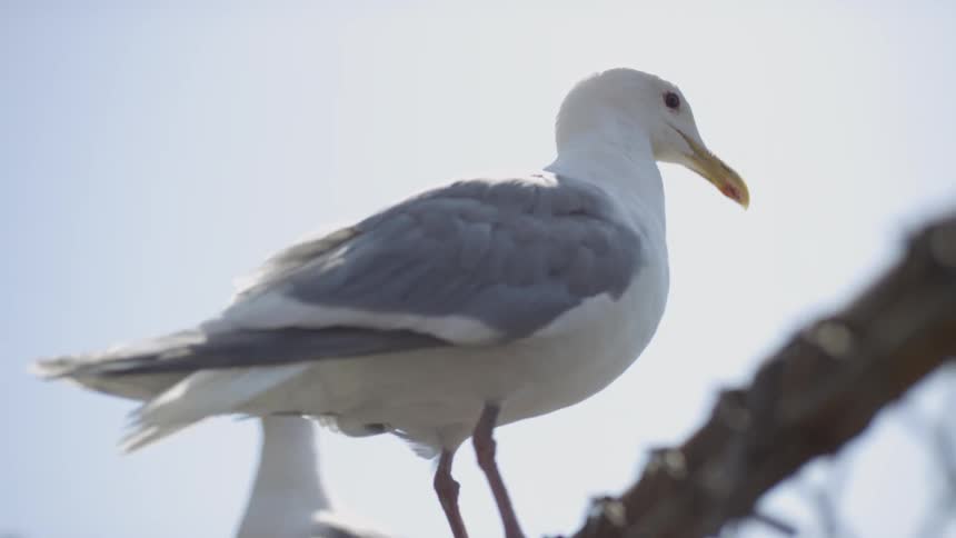 A seagull perching on a fence with another seagull in the background