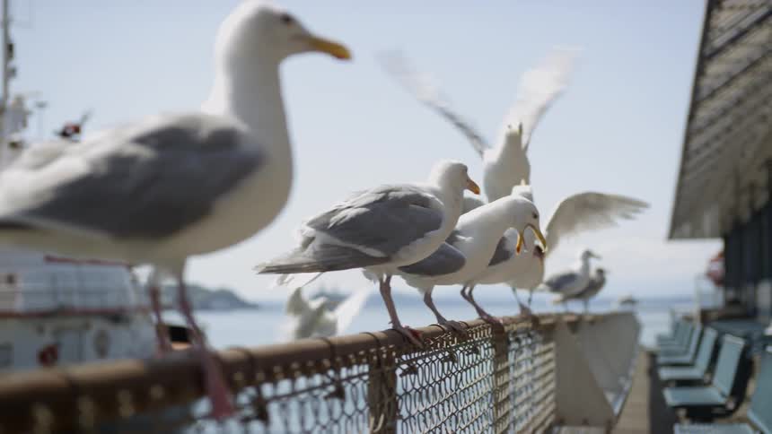 A row of seagulls is perched on a fence at the edge of a pier