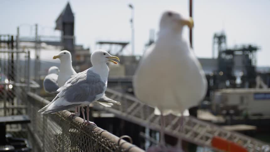 Seagulls stand on a chain link fence on a sunny day