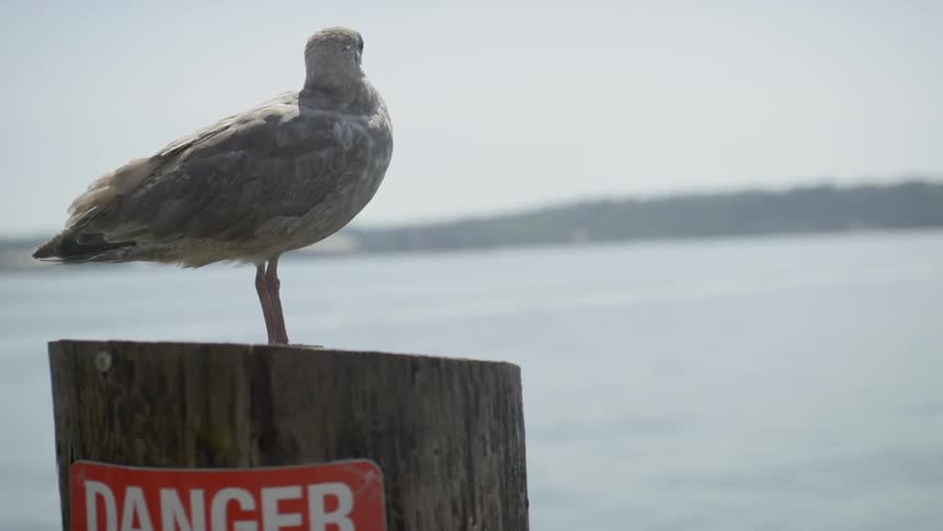 A seagull sits on a wood post next to the water
