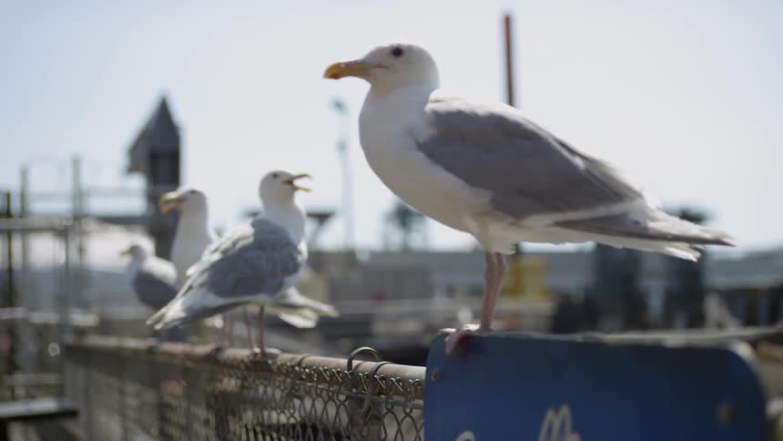 A group of seagull stand on top of a barbed wire