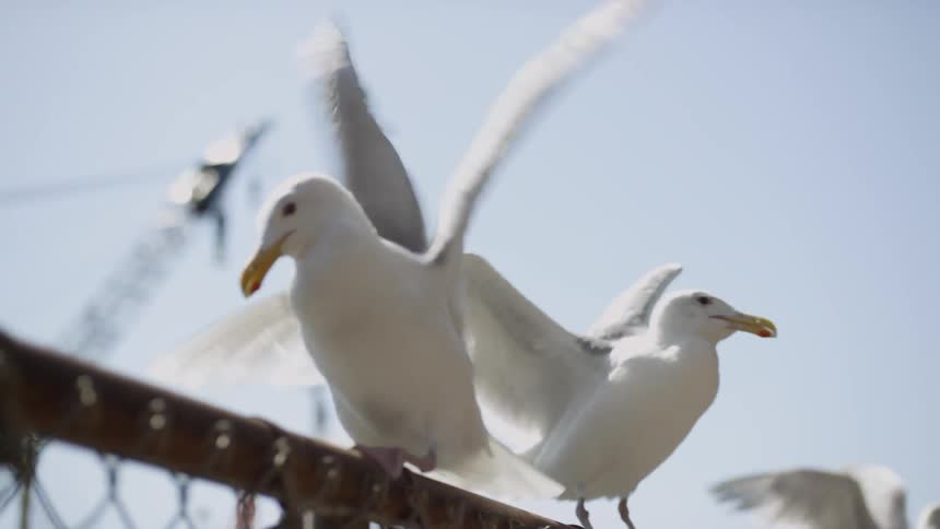 Birds are walking on the top of the fence