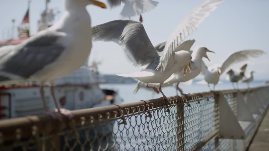 Birds are standing on a fence by the ocean coast