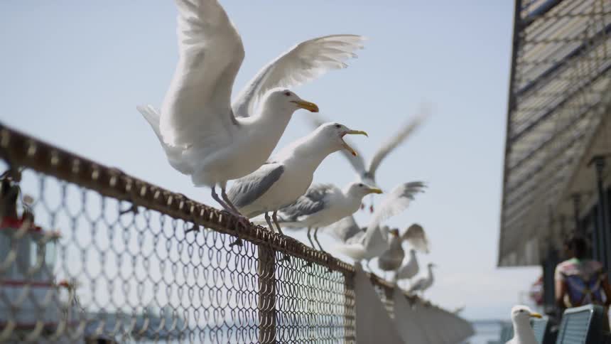 Seagulls sit atop a chain link fence and squawk at people walking by
