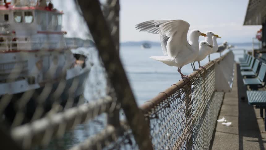 A woman giving seagulls food