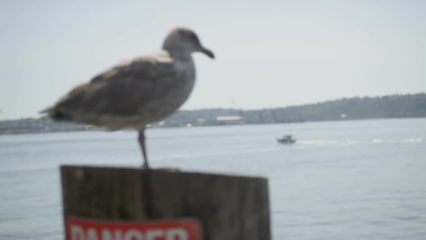 A seagull sits on a wood post at the edge of a lake as a boat speeds by in the background