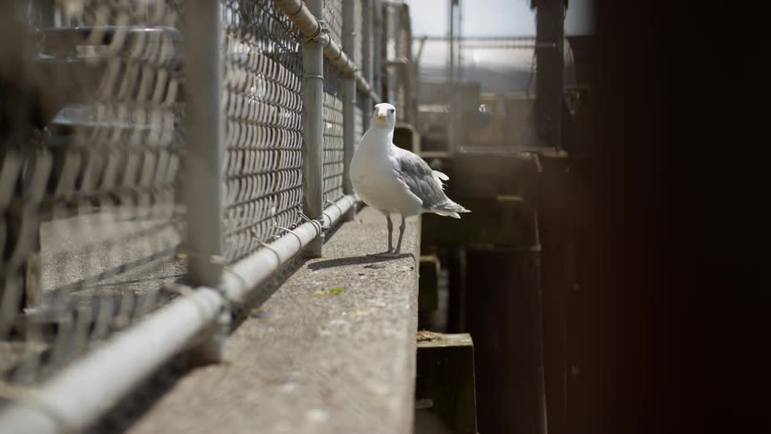 Seabird perches on narrow ledge outside of chain link fence