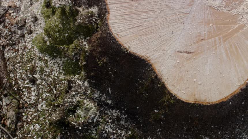 The stump of a tree cut by a saw