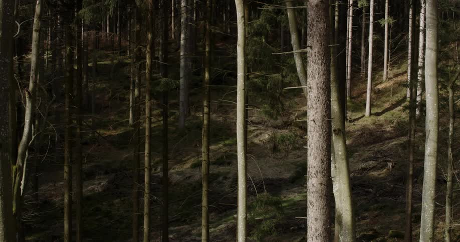 A footage of a lumber forest