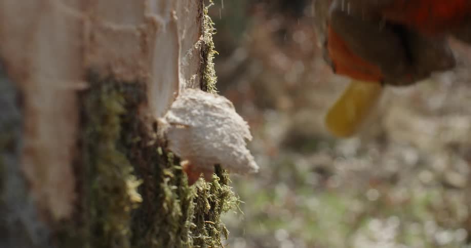 Man cuts down a tree with an axe in the forest