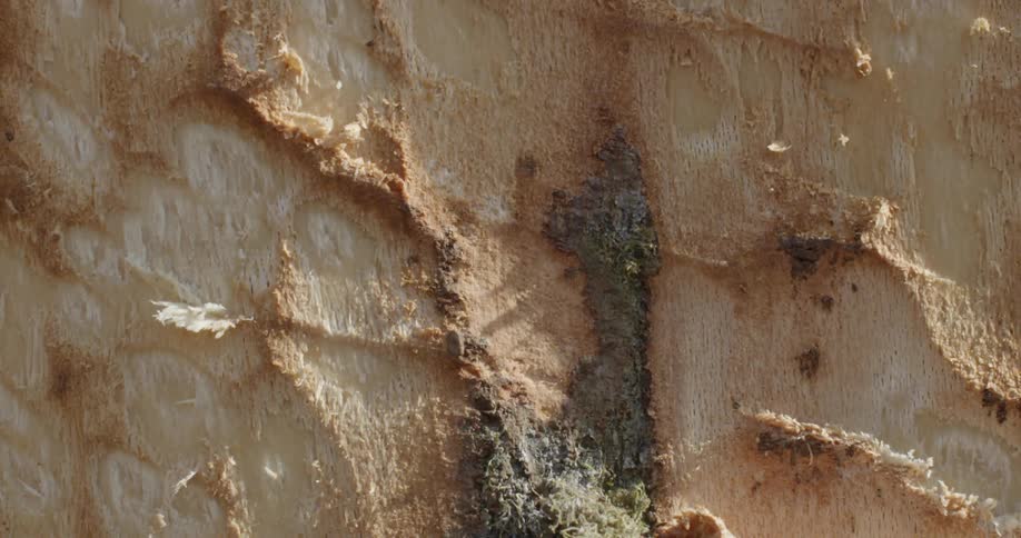 A person repeated swings an axe at the surface of a piece of wood that already has its bark removed