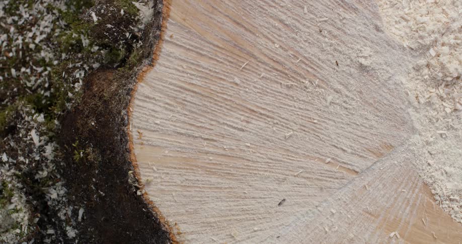 The tree is freshly cut below