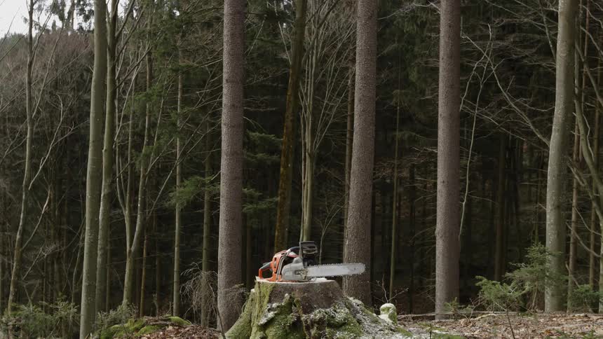 A chainsaw is resting on a stump next to a line of trees in the forest