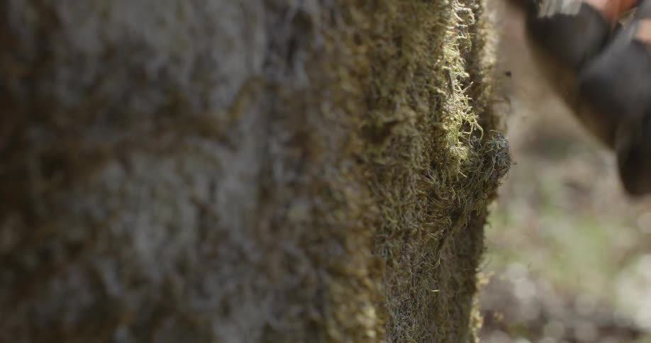 A tree trunk being chopped