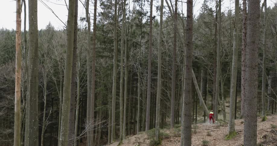 A footage of tree being chopped down with chainsaw