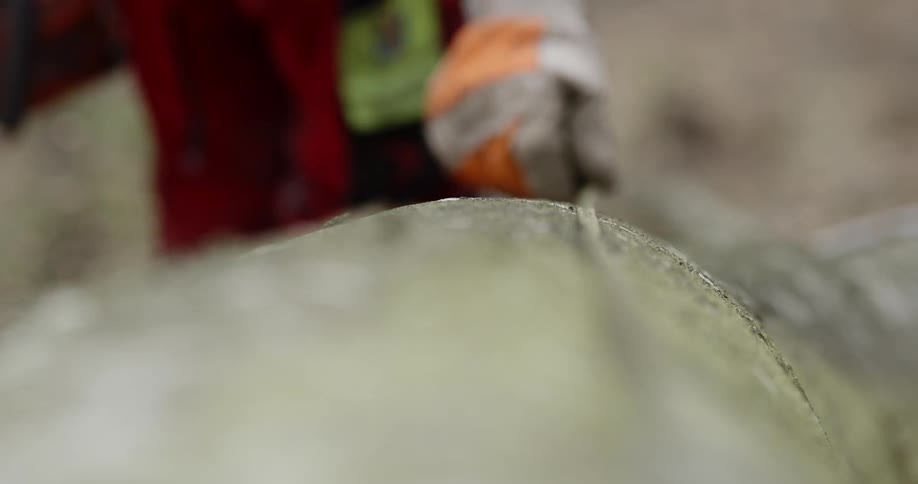 A worker pulls a tape measure along the top of a log