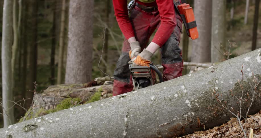 A man trying to cut down a tree trunk with chainsaw