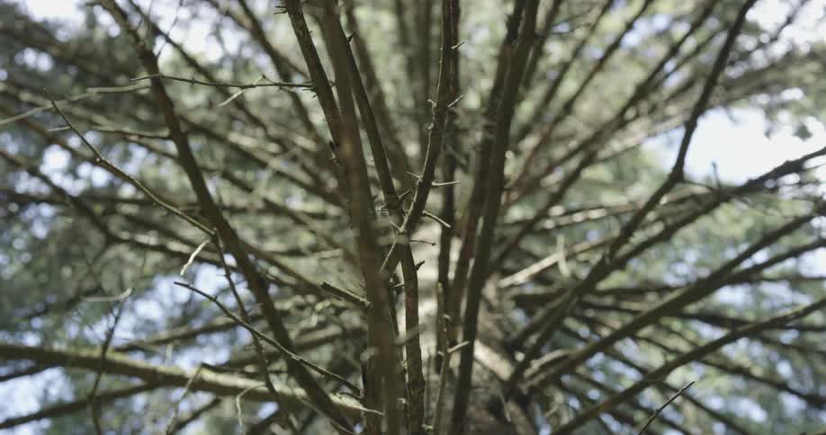 Leafless lower branches of tree fan out