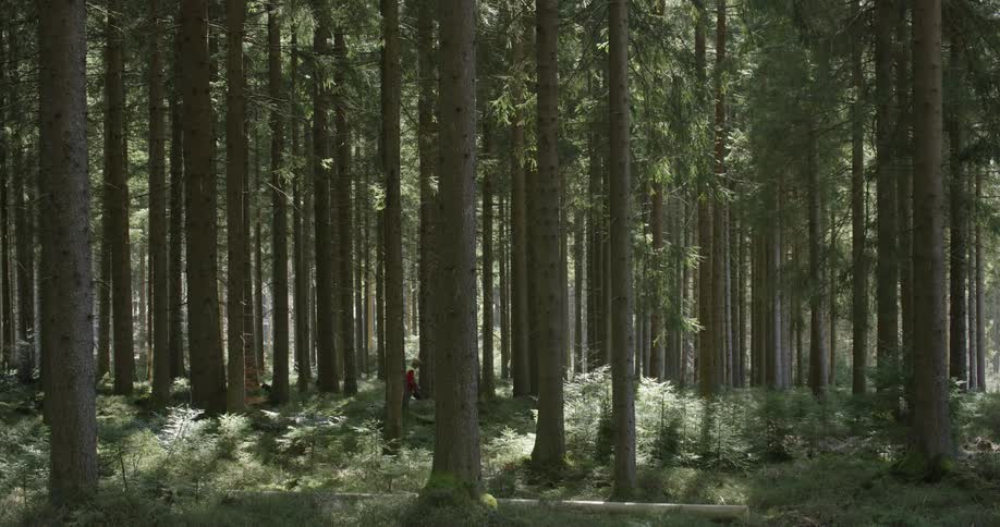 A man in a cowboy hat walking through a forest
