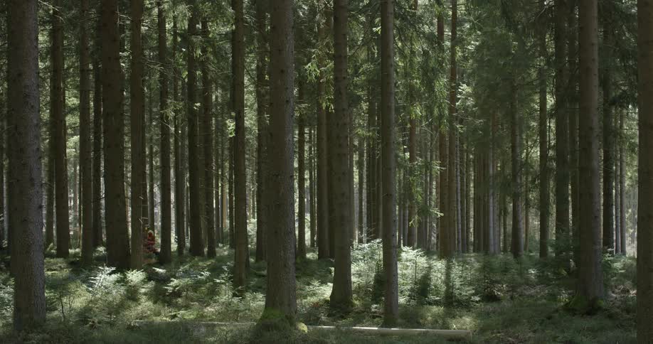Person hikes through undergrowth in tall conifer pine forest
