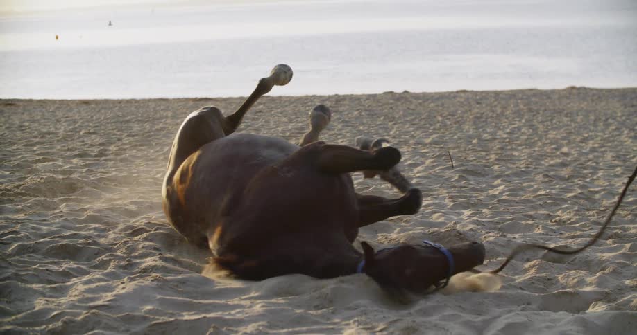 A horse rolls in the sand on a beach