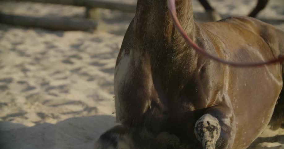A horse rolls in a harness rolls over in the dirt surrounded by other horses