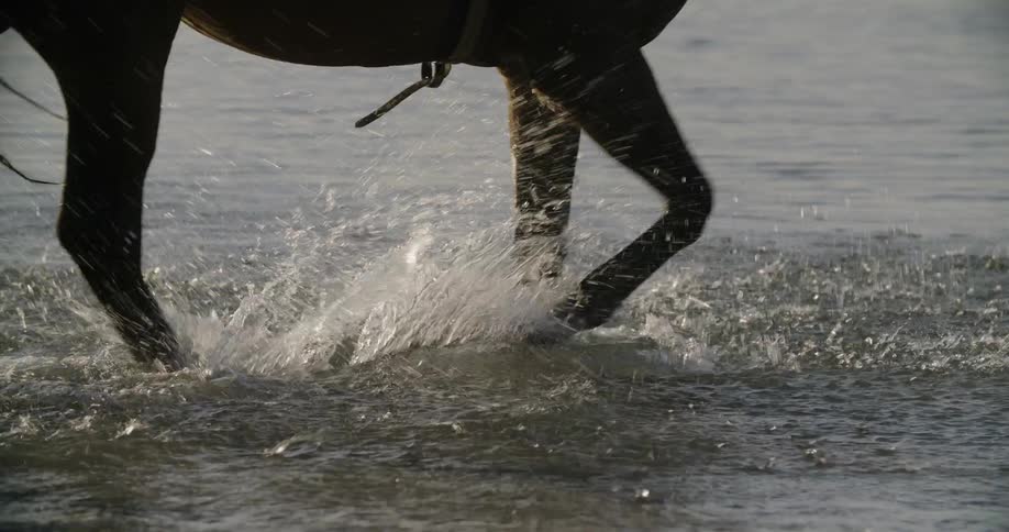 A horse walks through shallow water