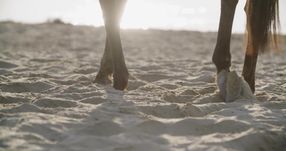 A horse walks through sand on the beach